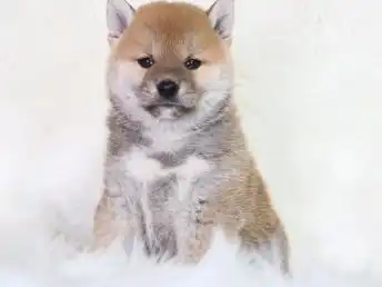图超萌表情包柴犬丨纯正品相好丨三个月包退换唐山宠物狗唐山列表网