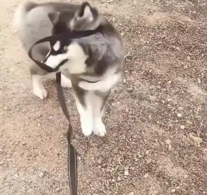 哈士奇跟驴说悄悄话,两只驴刚说话就犯二

