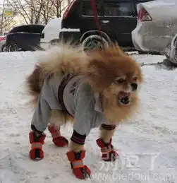 狗狗搞笑图片笑话搞笑狗狗搞笑图片精选爆笑狗狗搞笑图片大全别逗了
