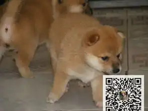 哪里有卖柴犬柴犬多少钱
