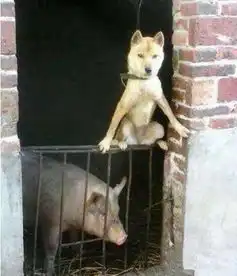 搞笑图片网瘾少女我只服你,还tm养只狗
