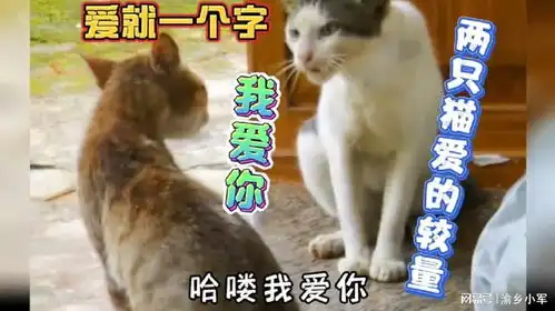 四川话爆笑配音爱就一个字,两只猫爱的较量,你爱不爱我
