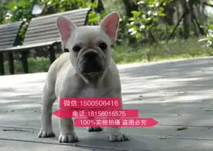 贵阳哪里有卖斗牛犬斗牛犬多少钱贵阳斗牛犬买卖价格
