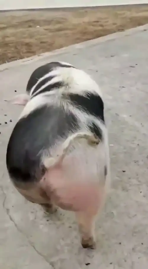 这只猪走路有点搞笑
