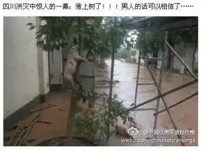 有些女人说男人靠得住,母猪会上树,但是现在事实证明
