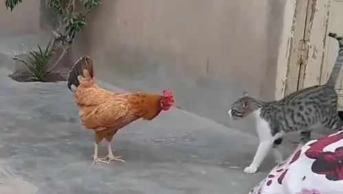 猫咪狂扇母鸡耳光,母鸡当场气炸毛,镜头记录搞笑画面

