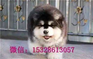 盐城哪里有卖哈士奇赛级哈士奇多少钱棕色哈士奇图片哈士奇犬舍
