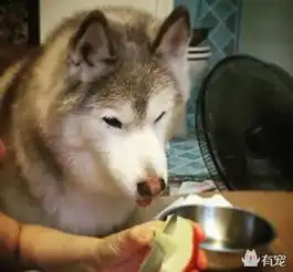 二哈被奶奶照顾了一段时间后,书包都小了一号
