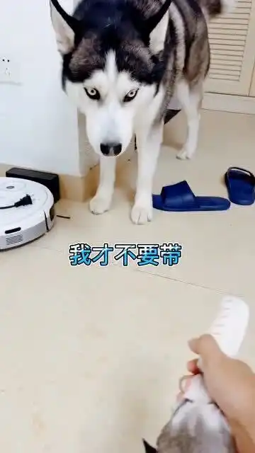 这狗怂成这样,还有的救吗,自己的娃都不带

