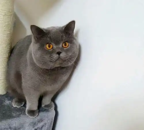 英短蓝猫有这7个优点,难怪养的人那么多