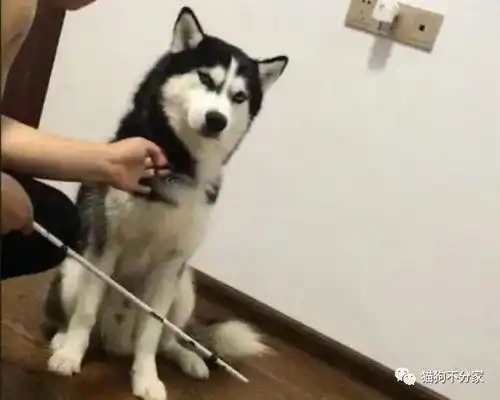 满足以下任意一点的,建议你不要养狗
