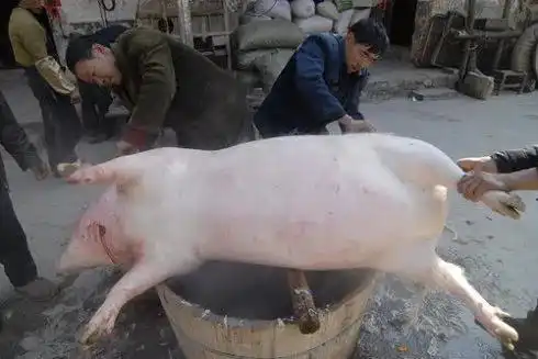 过年在家杀年猪要注意,农村屠夫不可以私自杀猪售卖
