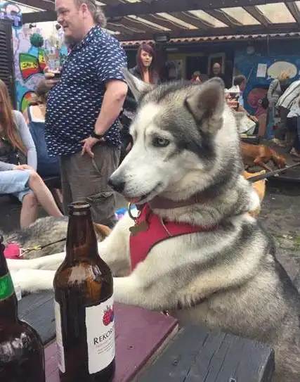 哈士奇偷偷喝了一杯烈性啤酒,喝完整只狗都不好了
