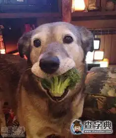 汪星人吃什么呢搞笑图片
