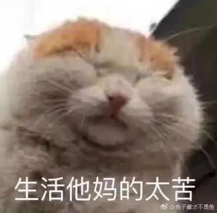 太喜欢沙雕猫狗表情包了,疯狂收图
