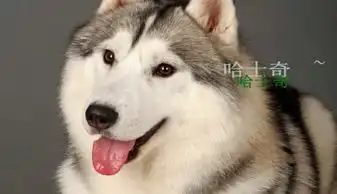 哈士奇ppt下载
