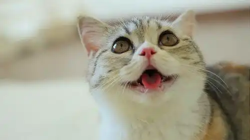 3只小奶猫玩得累成狗,画面好搞笑
