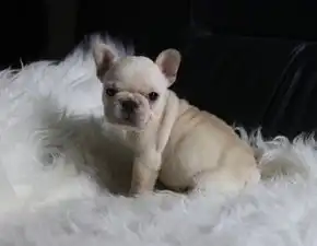 犬舍繁殖极品法国斗牛犬多只法斗在售疫苗齐全包售后