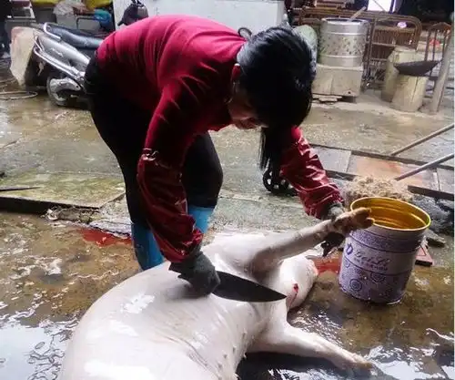农村女人杀猪宰羊刀法娴熟,杀鸡宰鸭更是常事,让人佩服
