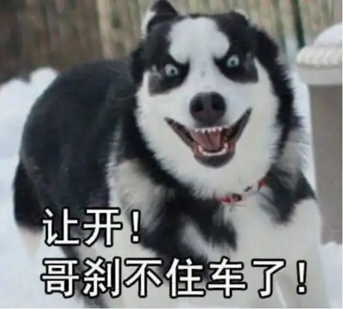 二战苏联的军犬,竟有能气死主人的二哈,它们的表现没让你失望