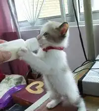 怎么教猫咪用猫砂,教程科普
