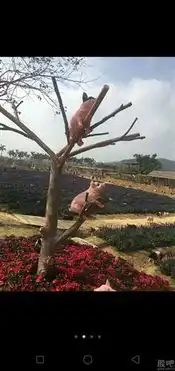 我都说了,2019猪都会上树
