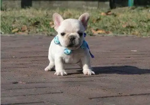 斗牛犬爱掉毛吗
