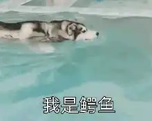 搞笑gif图集听说哈士奇是上帝造狼时打的草稿

