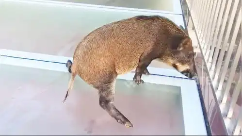 一头野猪误闯玻璃天桥,下面发生的事太搞笑,镜头记录全过程

