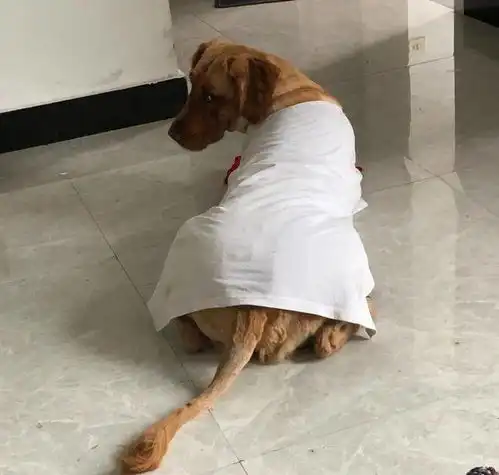 当狗子穿上黑丝,好笑到嫘祖都后悔缫出丝
