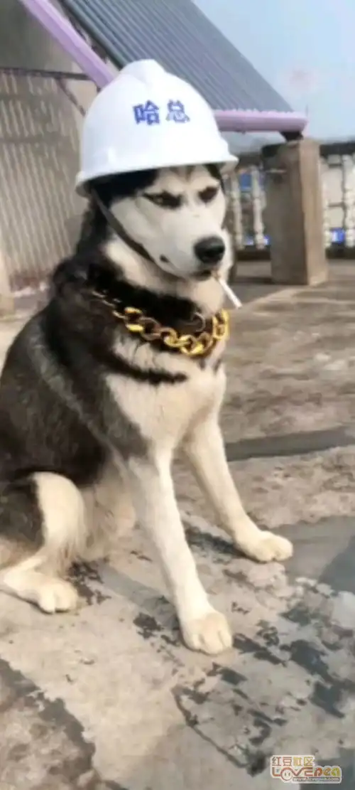 二狗的想法搞笑
