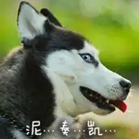 二哈搞笑表情包
