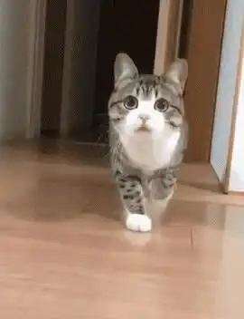 承认吧猫其实能听懂自己的名字只是它不想搭理你