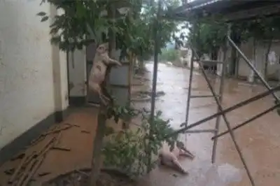 四川洪灾猪上树照片是不是真的
