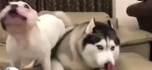 哈士奇和斗牛犬抢沙发,二哈吵不过斗牛,脸上的表情太经典
