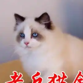 图老兵出售健康纯种布偶猫金吉拉.英短.美短多种名猫广州宠物猫