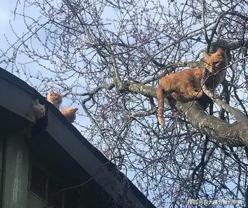 母猫想爬树叼走4只小猫,却被男子扔石子赶走,3周后带病见到孩子
