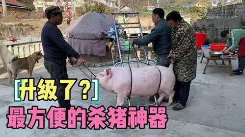 这是我见过的最方便的杀猪神器,300多斤大肥猪,两人轻松搞定
