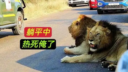 两头雄狮选择躺平,被太阳晒得龇牙咧嘴,看上去特别搞笑
