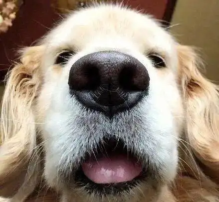 猫狗到底谁是脱单利器奇怪的知识又增长了