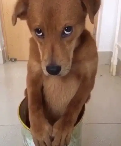 狗狗犯错主人罚它站垃圾桶,看到它这小眼神后,顿时笑到不能呼吸