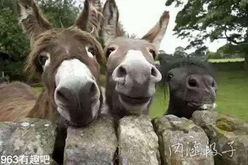 史上一些奇葩,搞笑的事情
