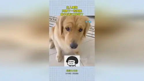 主人喂狗,只喂了一粒狗粮,狗子反应太好笑了
