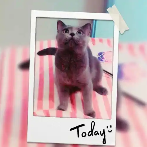 给自家英短蓝猫宝宝找一个温暖的家
