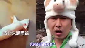 养猪小伙这个帽子真有趣,后面的小猪都这么可爱,看看他说点啥
