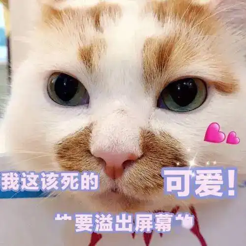 萌宠表情包丨一键收藏ta的可爱
