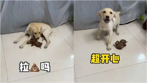主人为训练狗子定点上厕所,不停邀请狗子拉粑粑,结局亮了惹爆笑
