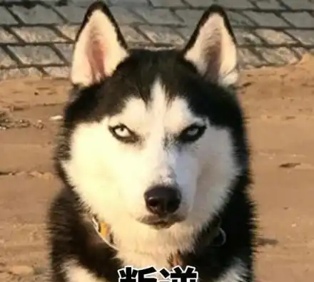 神奇吗你家狗子和你一样也有青春期,和你少年时像不像
