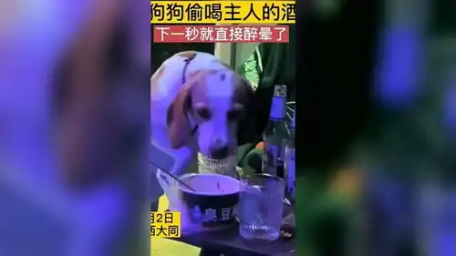 盘点动物喝酒迷惑神操作,爆笑不服不行
