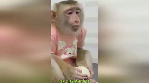 让你偷吃洋葱猴子搞笑
